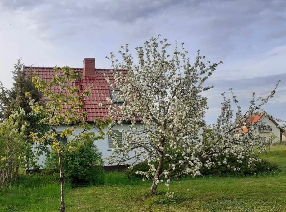 Villa Sleeping Harsz Esterno foto